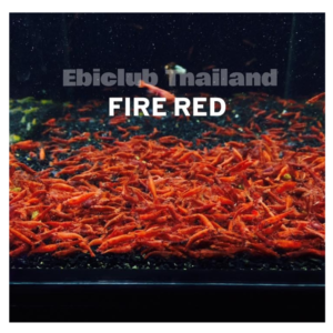 กุ้งเรดบีกับกุ้งเชอรี่อยู่ด้วยกันได้ไหม