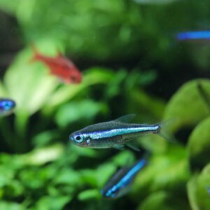 ปลา rasbora maculatus
