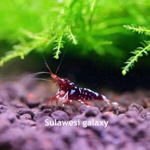ninja shrimp