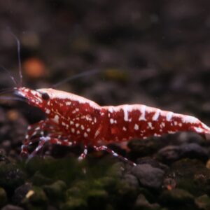 กุ้ง galaxy black orange copy