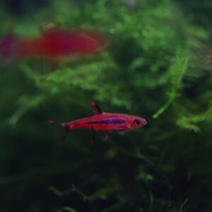 ปลา rasbora maculatus