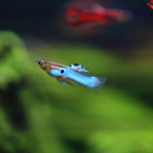 marine blue