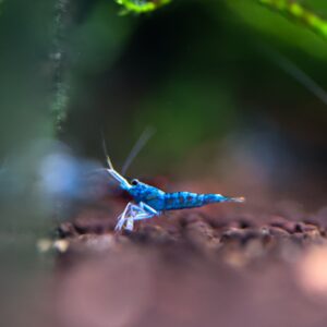 ninja shrimp