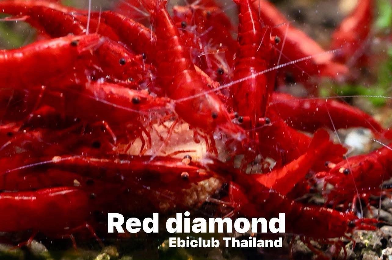 กุ้งblue diamond