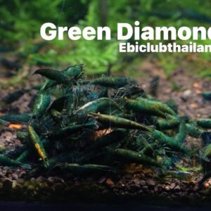 กุ้งblue diamond