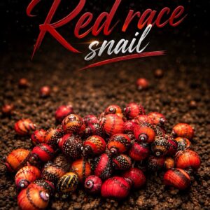 หอยนักซิ่ง red racer snail