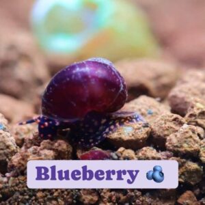 หอยนักซิ่ง red racer snail