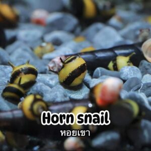 หอยหอมแดง red onion snail