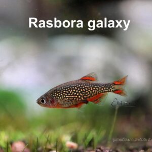 ปลานีออนลองฟิน neon longfin