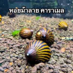 หอยหอมแดง red onion snail