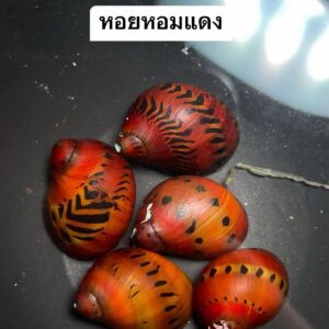 ปูทาราบะมินิ ghost crab