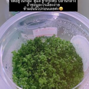 เพริสการ์ด ไม้เนื้อเยื่อ
