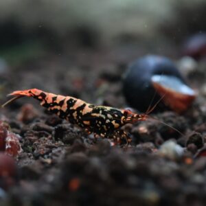 กุ้ง dark bluebolt