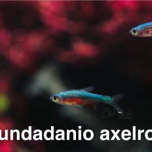 ปลานีออนลองฟิน neon longfin