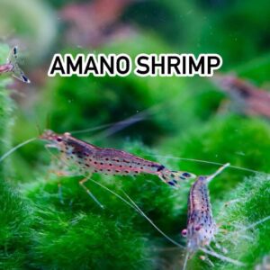 กุ้ง ยามาโตะ ญี่ปุ่น