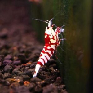 กุ้งblue ocen