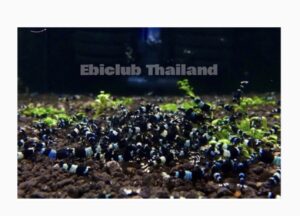 กุ้งblack bee เกรดลองเลี้ยง