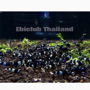 กุ้งblack bee เกรดลองเลี้ยง