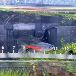 neon longfin