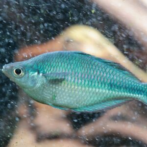 rasbora red line