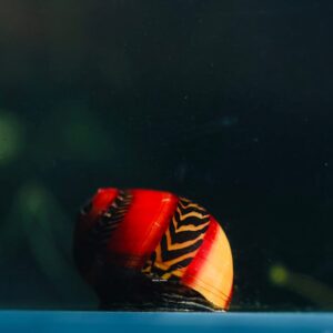 หอยนักซิ่ง red racer snail