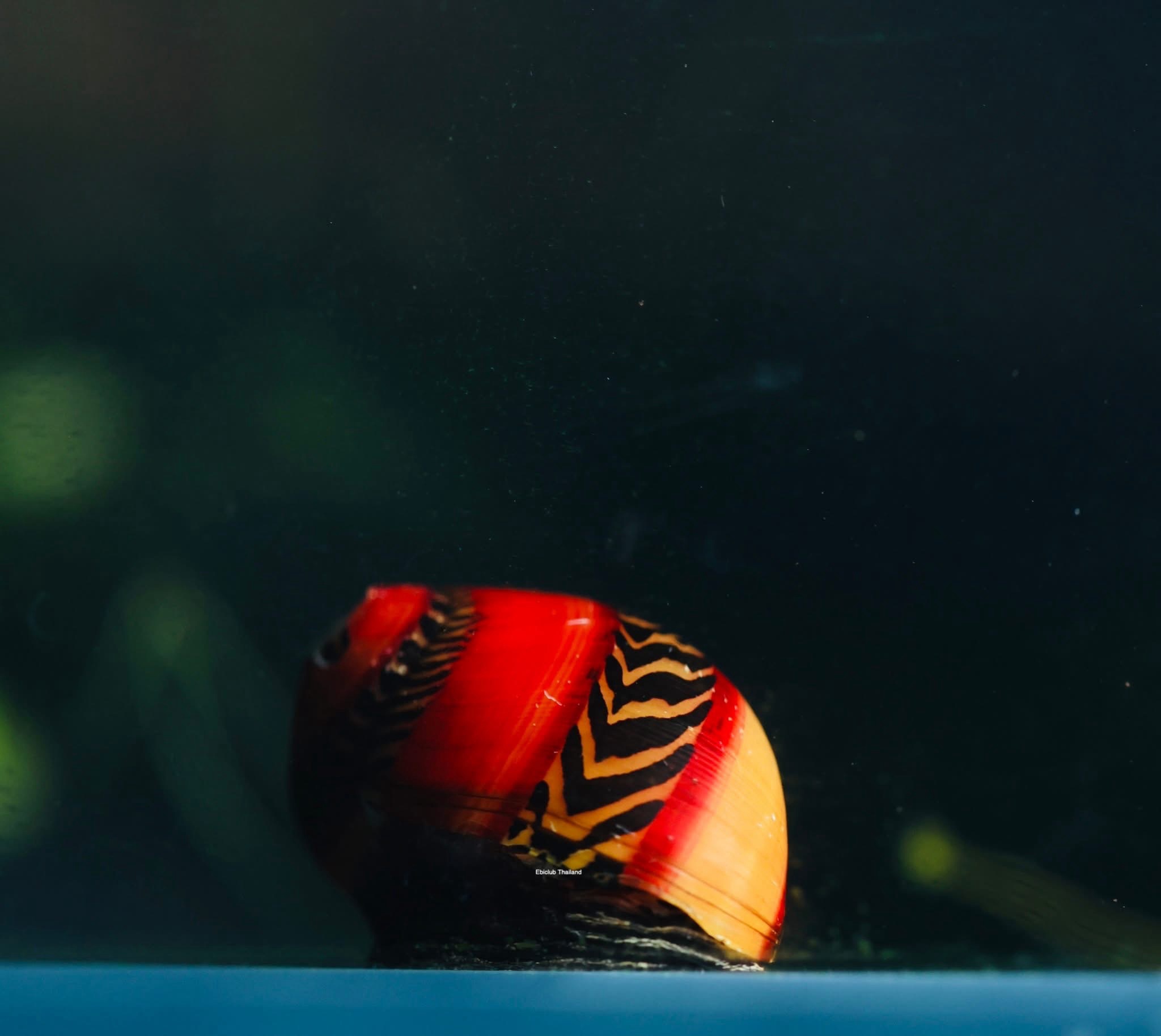 img_6504 หอยนักซิ่ง red racer snail