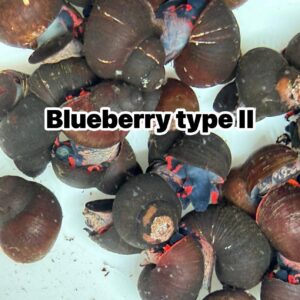 หอยนักซิ่ง red racer snail