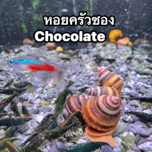 หอยหอมแดง red onion snail