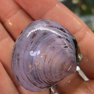 หอยหอมแดง red onion snail