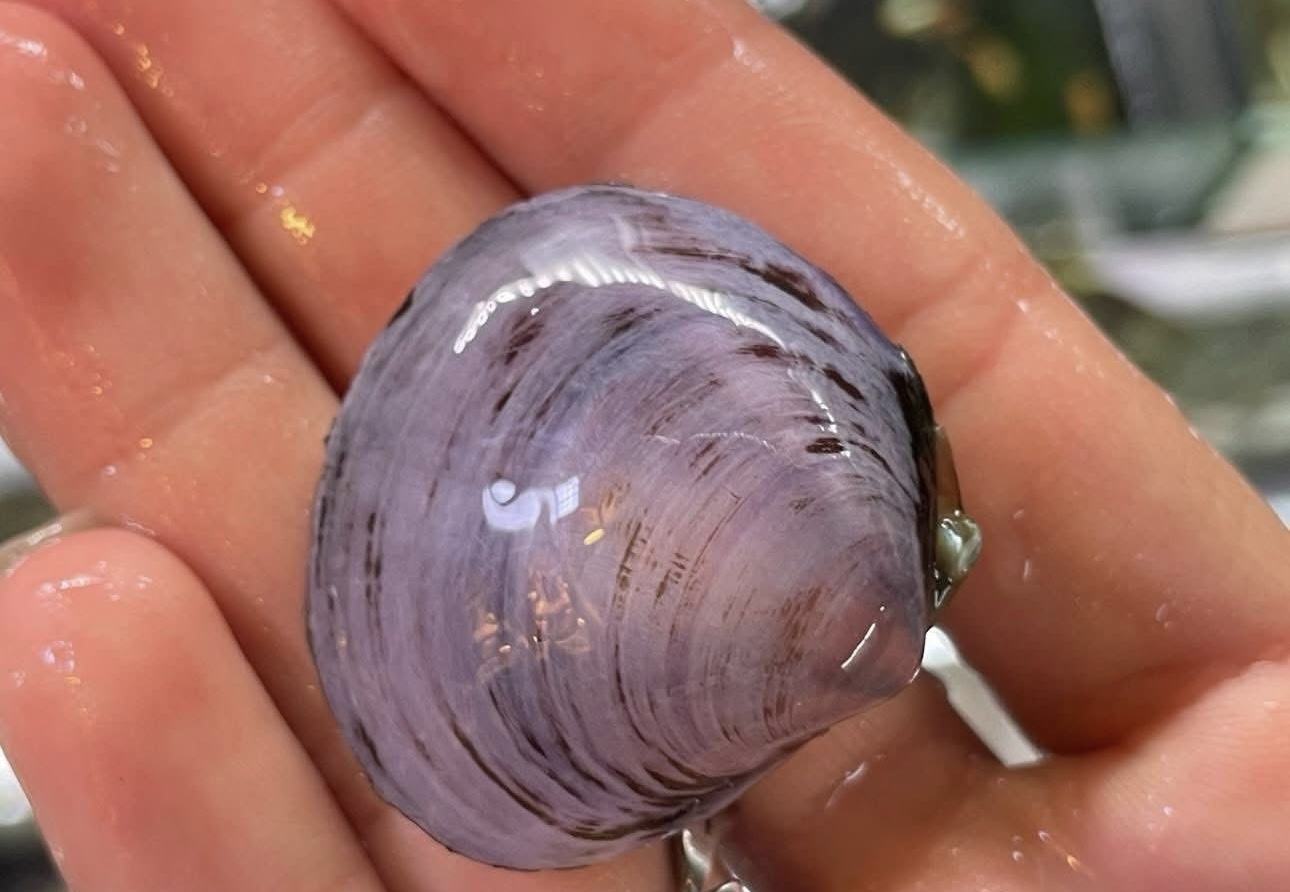 img_6514 หอยหอมแดง red onion snail