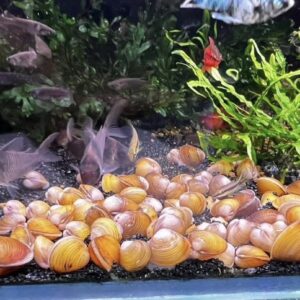 หอยหอมแดง red onion snail