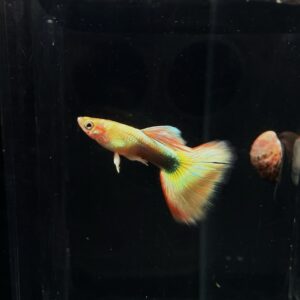 ปลาหางนกยูงแคระ * flame tail