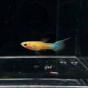 ปลาหางนกยูงแคระ * flame tail