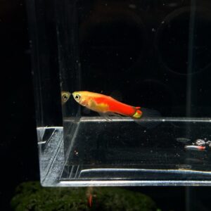 ปลาหางนกยูงแคระ * flame tail