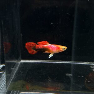 ปลาหางนกยูงแคระ * flame tail