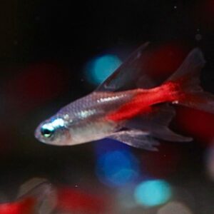 ปลานีออนลองฟิน neon longfin