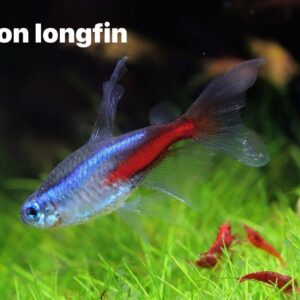 ปลานีออนลองฟิน neon longfin