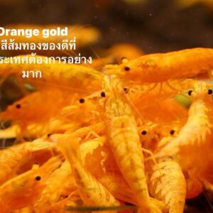 กุ้ง orange sushi
