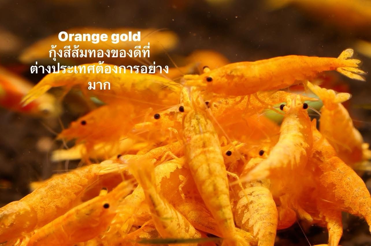 กุ้ง orange sushi