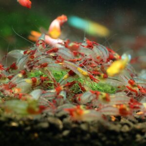 red sushi
