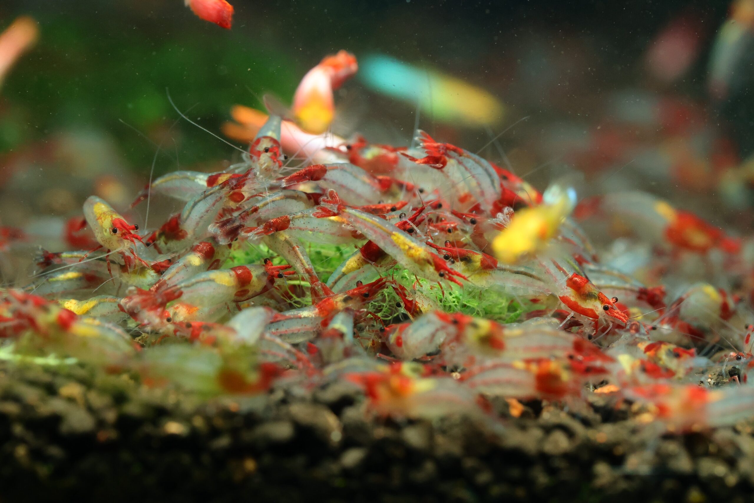 img_8757 red sushi