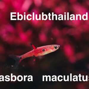 ปลาgalaxy rasbora copy