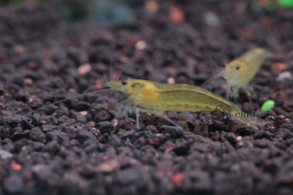 ยามาโตะเหลือง yamato yellow amano shrimp
