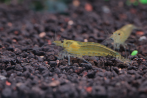 ยามาโตะเหลือง yamato yellow amano shrimp