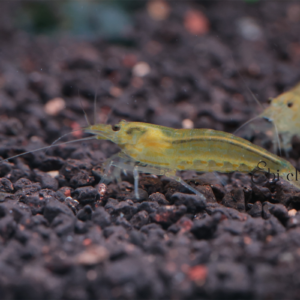 ยามาโตะเหลือง yamato yellow amano shrimp