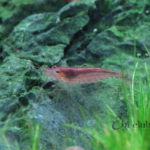 ยามาโตะเหลือง yamato yellow amano shrimp