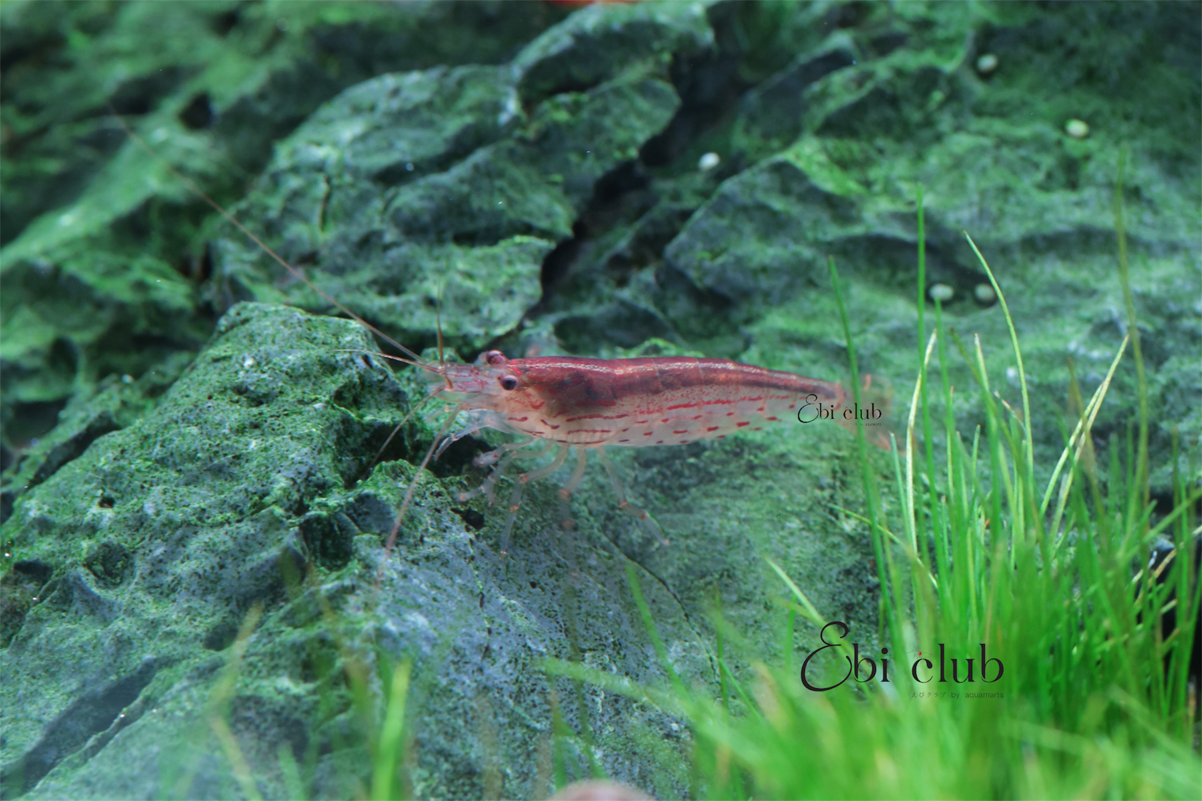 กุ้ง orange sushi