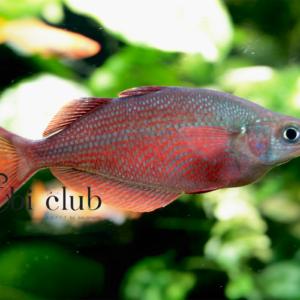 glossolepis multisquamata mamberamo river