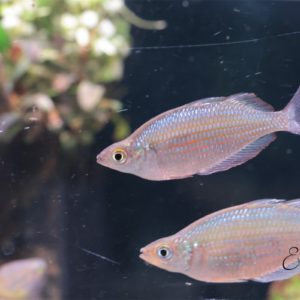 glossolepis multisquamata mamberamo river