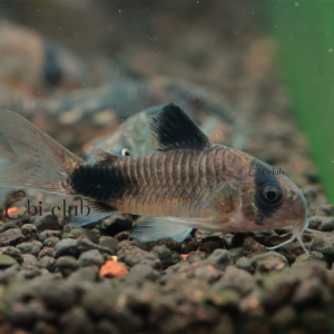 corydoras juli wild